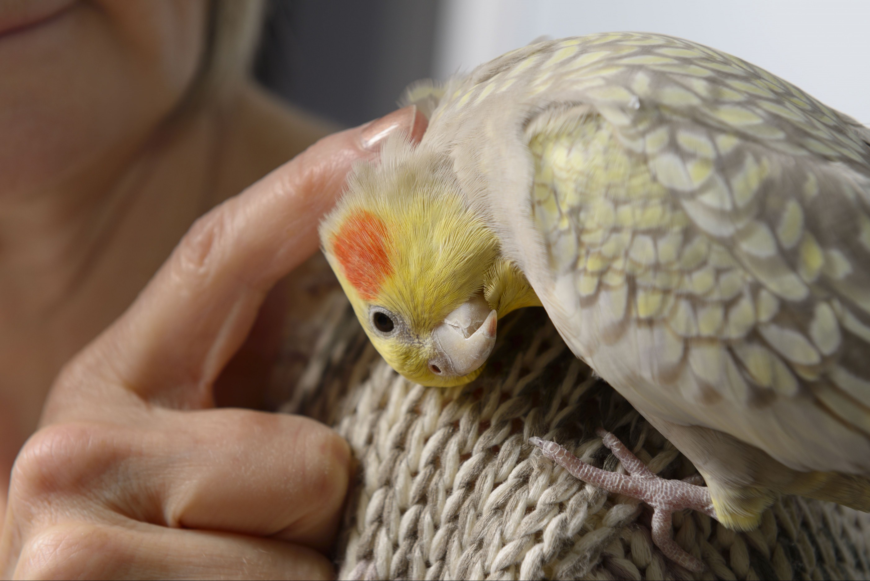 Pearl Cockatiel Pet