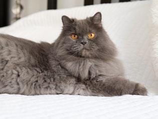 14 Facts About Persian Cats
