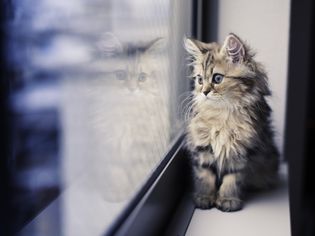 Persian kitten and reflection by window