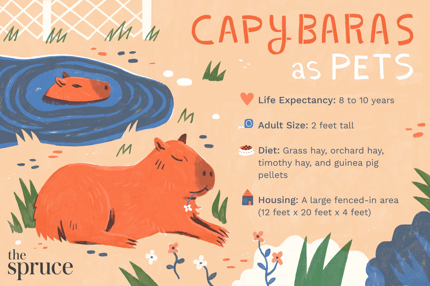 Information about keeping capybaras as pets