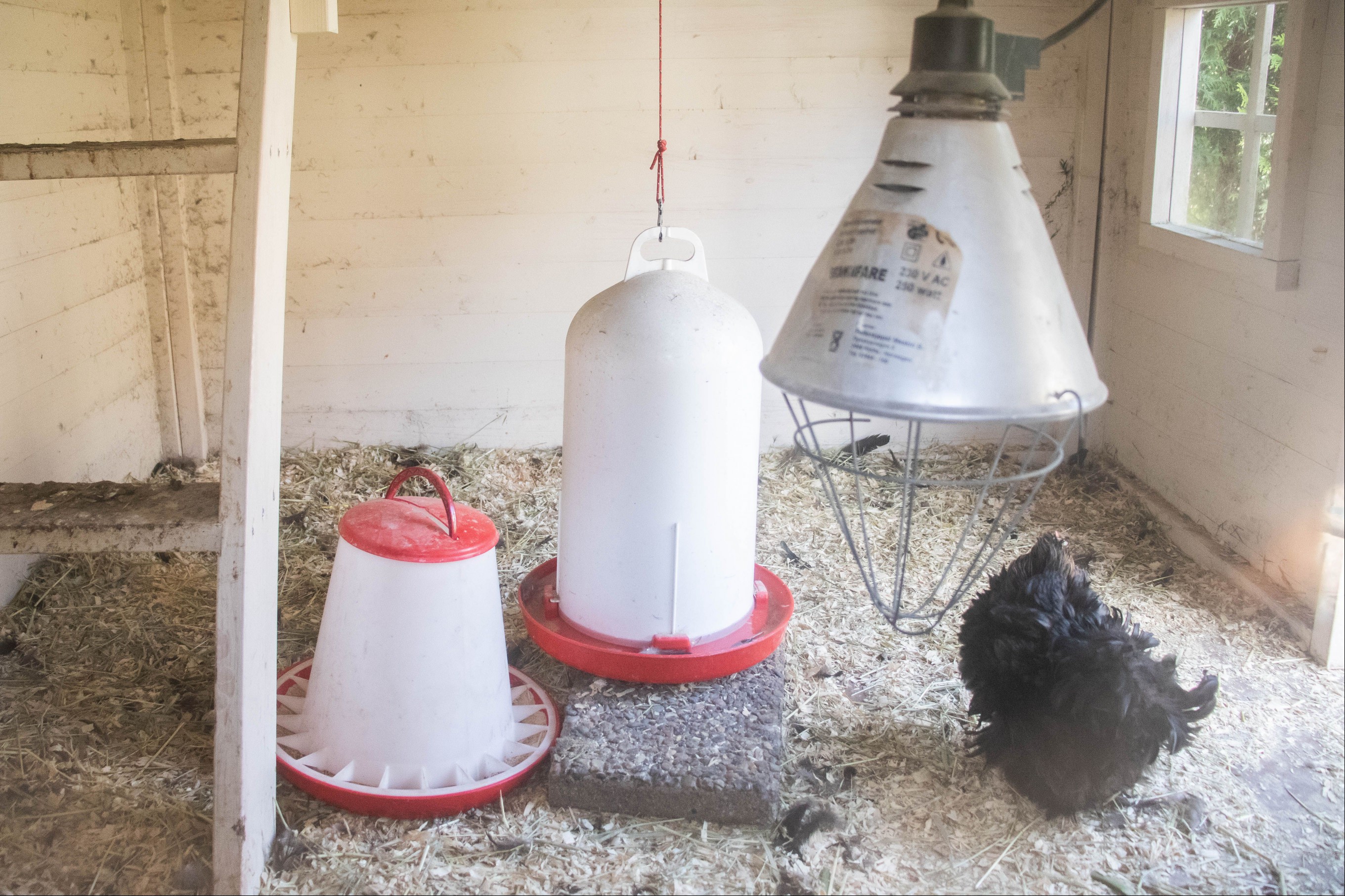 Pet chicken supplies consisting of feed dish, lighting, and water trough in chicken coop