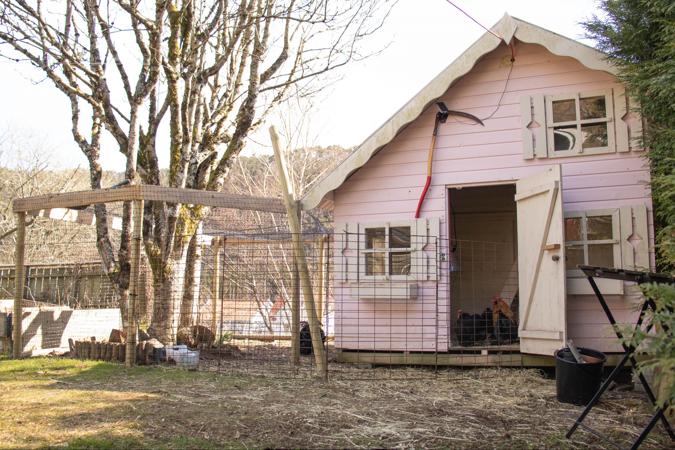 Chicken wire surrounding pink chicken coop for pet chicken protection