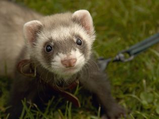 A Quick Guide to Ferret Food and Feeding Your Ferret A Quick Guide to Ferret Food and Feeding Your Ferret