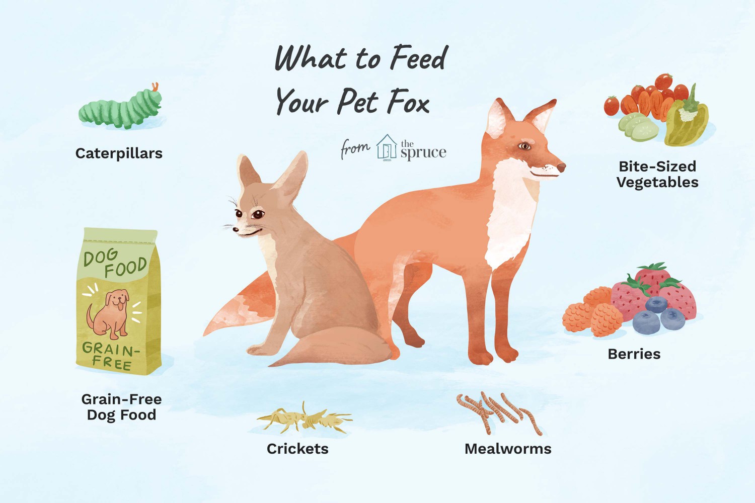 What to Feed Your Pet Fox