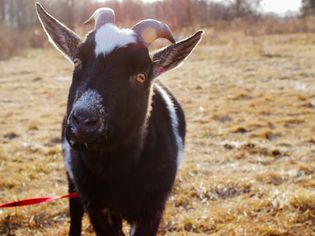 64 Name Ideas for Pet Goats and Sheep