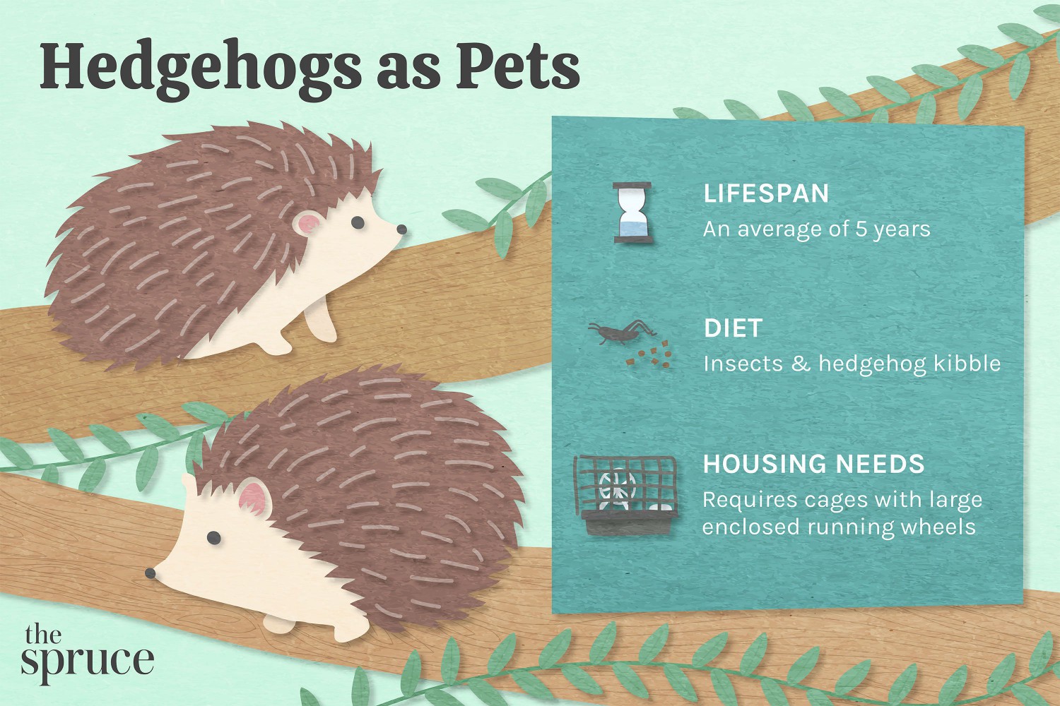 Hedgehogs as Pets