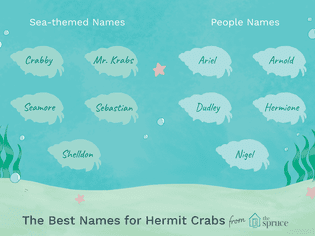 100 Names for Pet Crabs