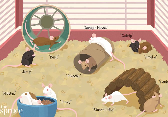 100 Pet Mouse Names 100 Pet Mouse Names