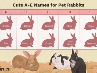 Pet Rabbit Names That Start With 'A' Through 'E'