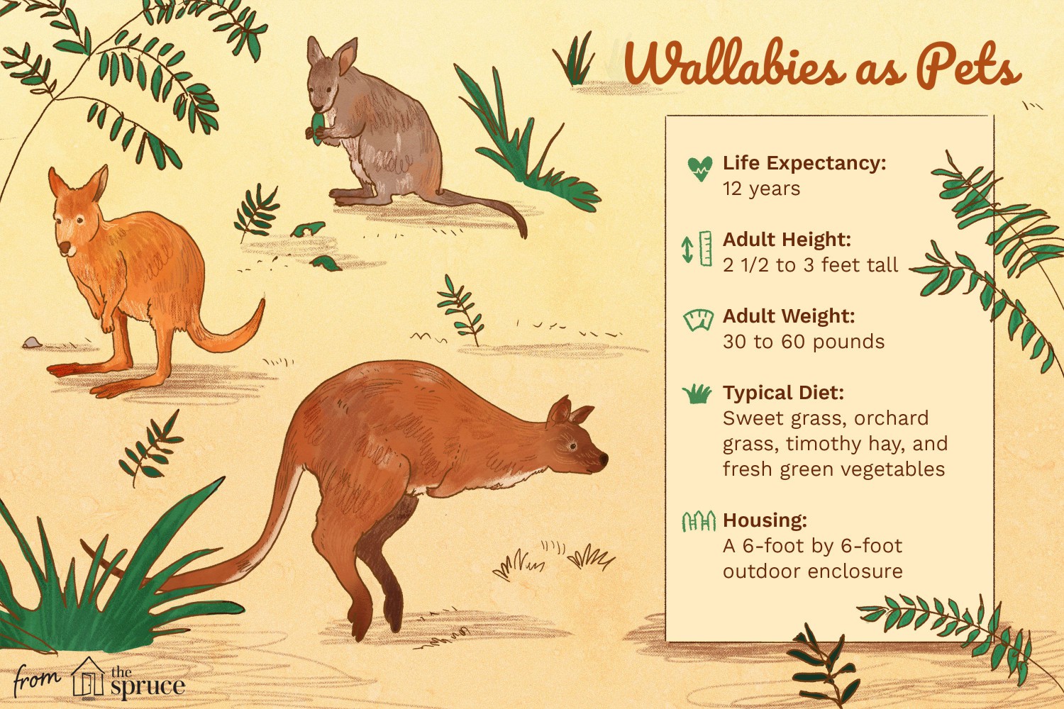 Wallabies as Pets