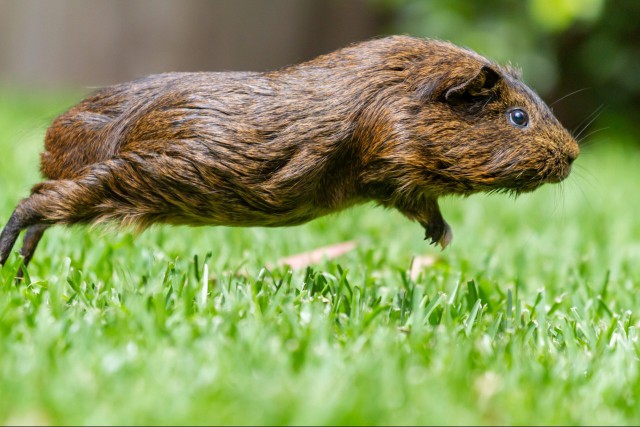 A guinea pig leaping through the grass