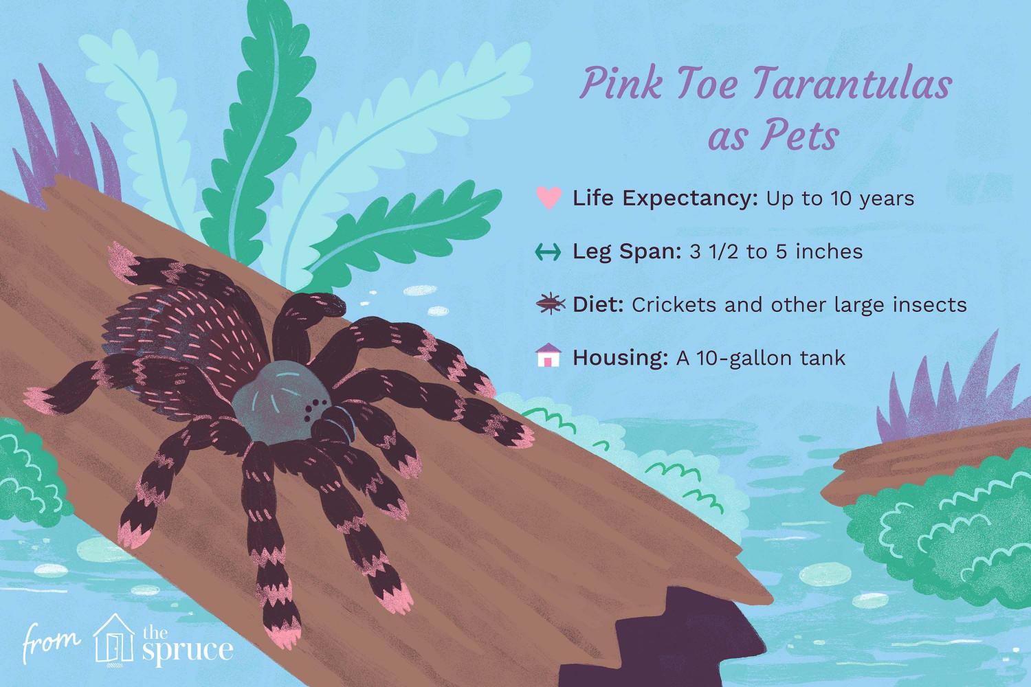 Pink Toe Tarantulas as Pets
