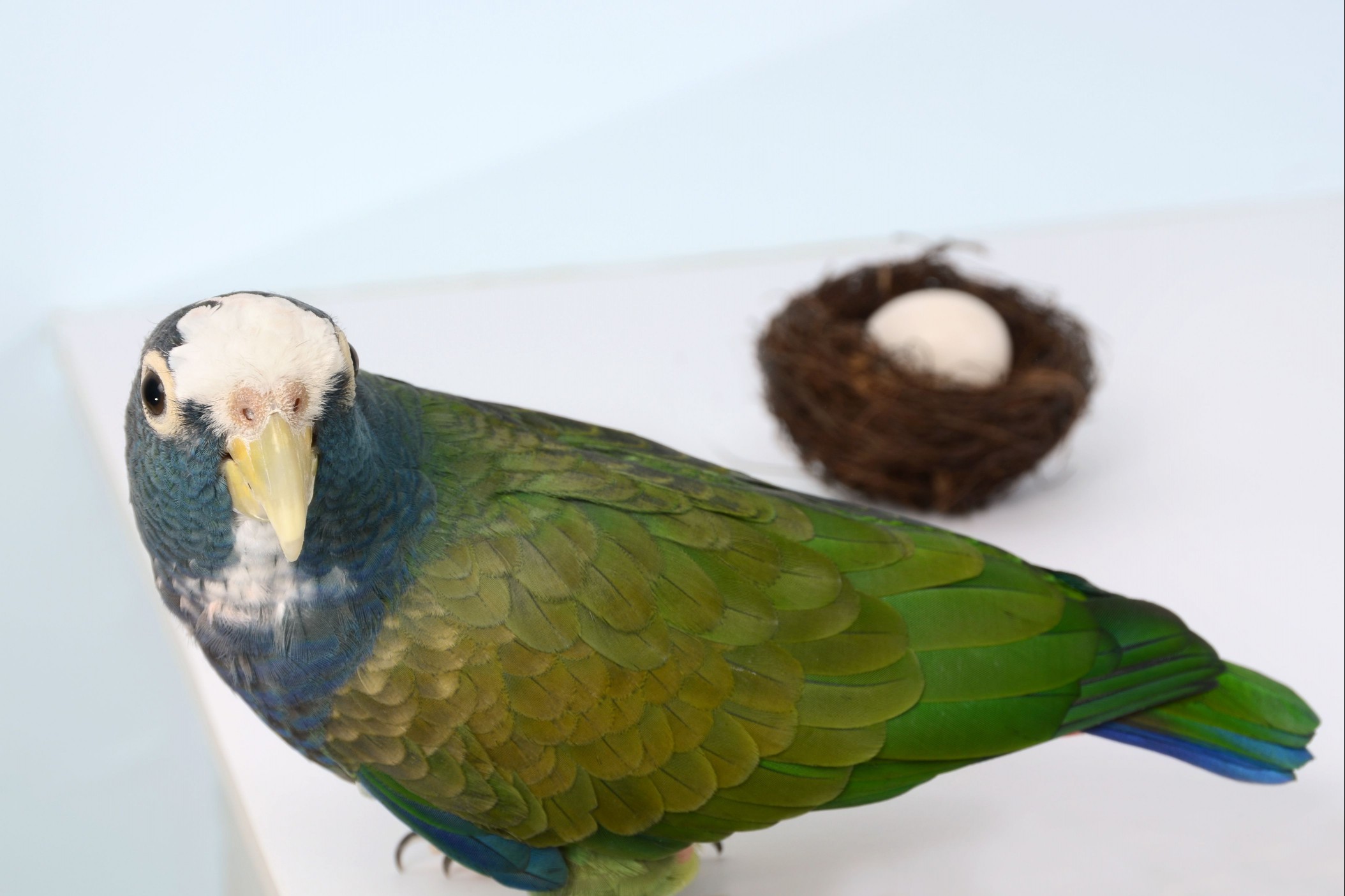 Pionus Parrot and Egg