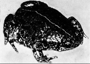 Fig. 2. Adult male of Hypopachus oxyrrhinus ovis from Tangamandapio, Michoacán. × 3.