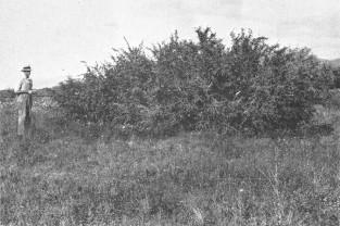 Plate VIII. Fig. 2.—Growth Following Elimination of Kangaroo Rats. Plate VIII. Fig. 2.—Growth Following Elimination of Kangaroo Rats.