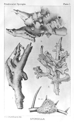 SPONGILLA. Illustration: SPONGILLA.