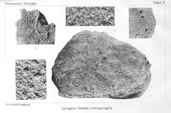 Spongilla, Tubella, Corvospongilla. Illustration: Spongilla, Tubella, Corvospongilla.