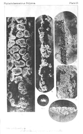 Plumatella, Lophopodella, Pectinatella. Illustration: Plumatella, Lophopodella, Pectinatella.