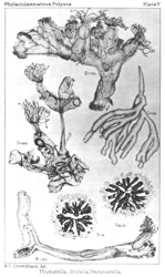 Plumatella, Stolella, Pectinatella. Illustration: Plumatella, Stolella, Pectinatella.