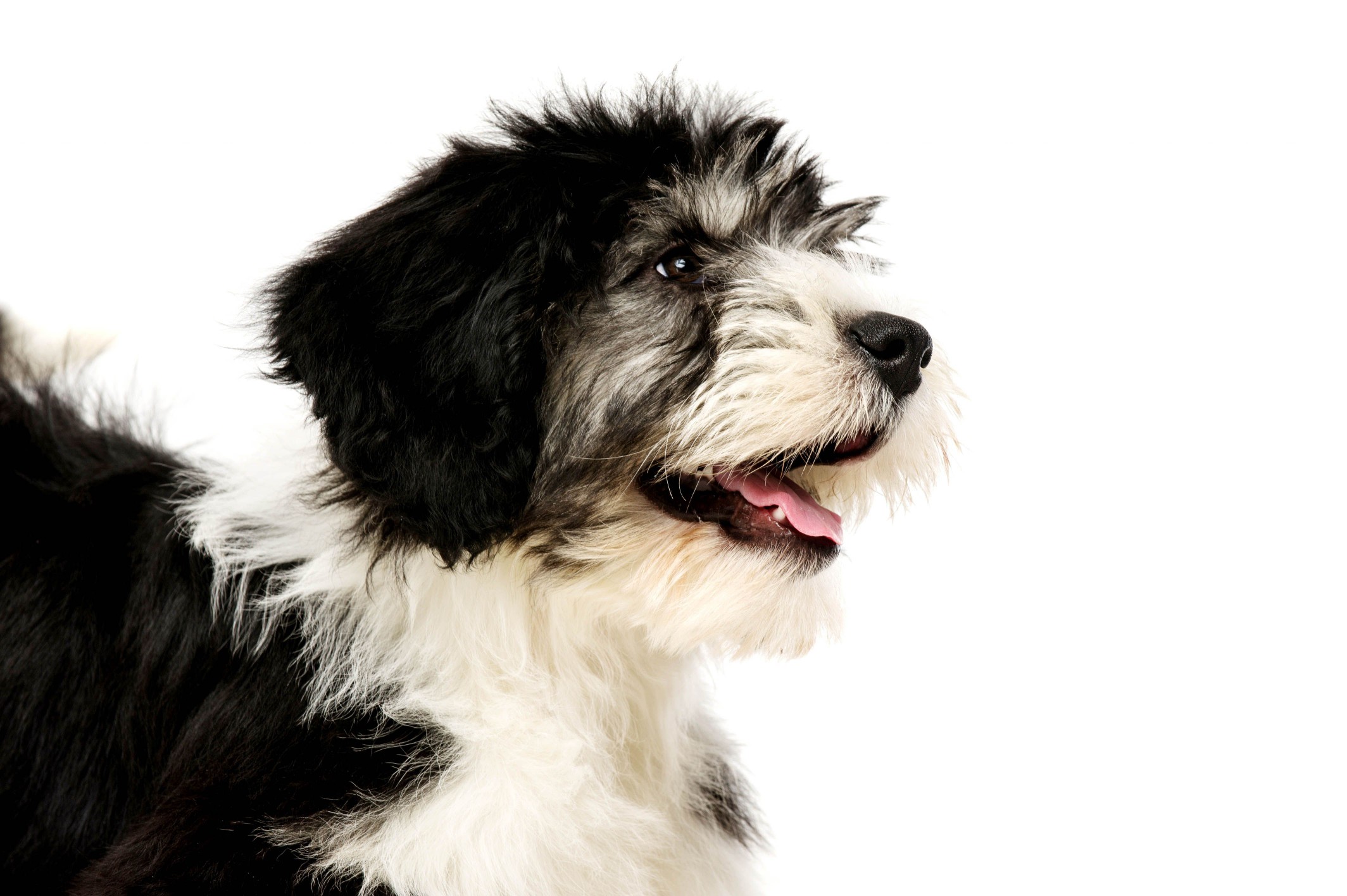 Polish Lowland Sheepdog isolated on a white background