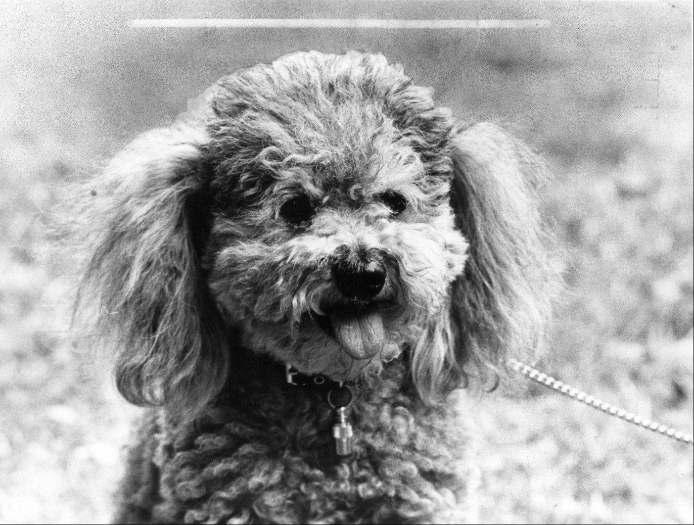 black-and-white photo of a poodle