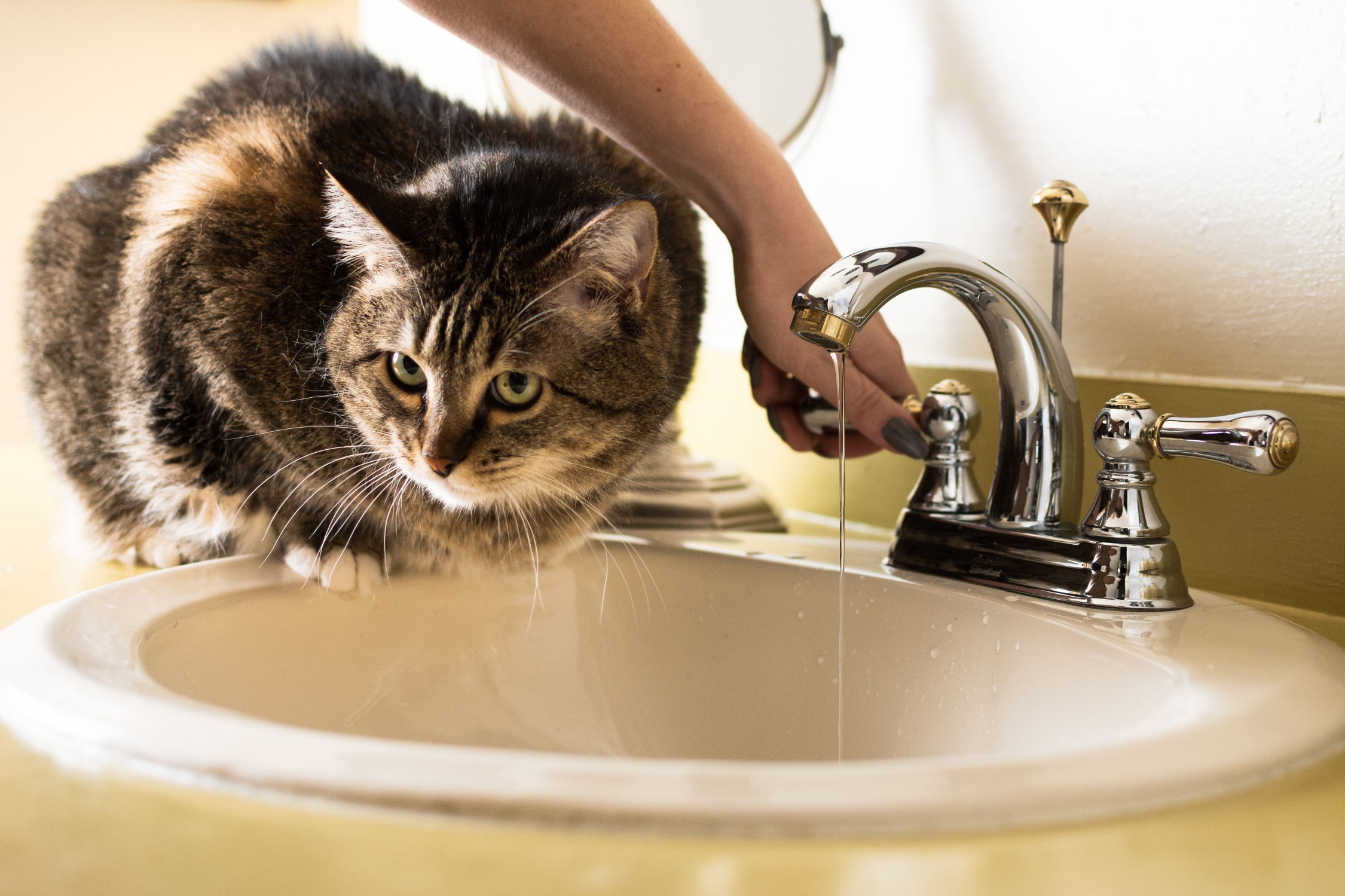 Brown cat sitting on edge of sink with water running from faucet