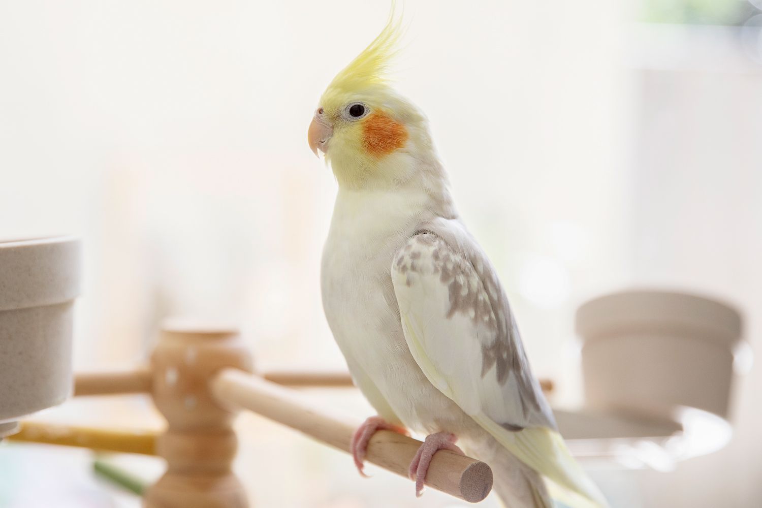 White and gray cockatiel bird sitting on wooden perch