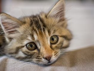 Feline Cerebellar Hypoplasia