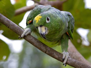 Portrait of a Mealy Amazon Parrot