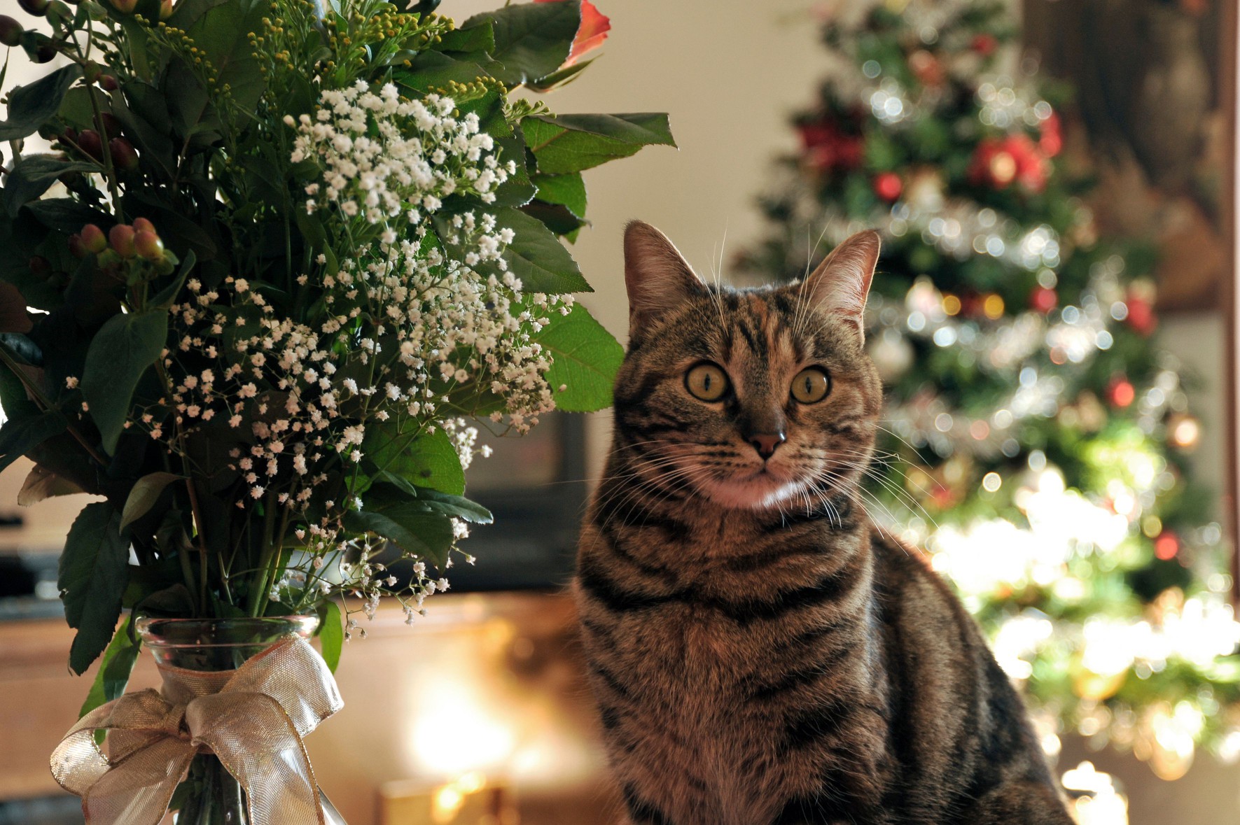 Cat sitting by flower vase with Christmas tree in background