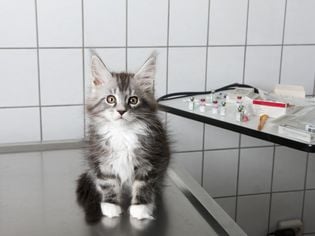 Cystitis in Cats