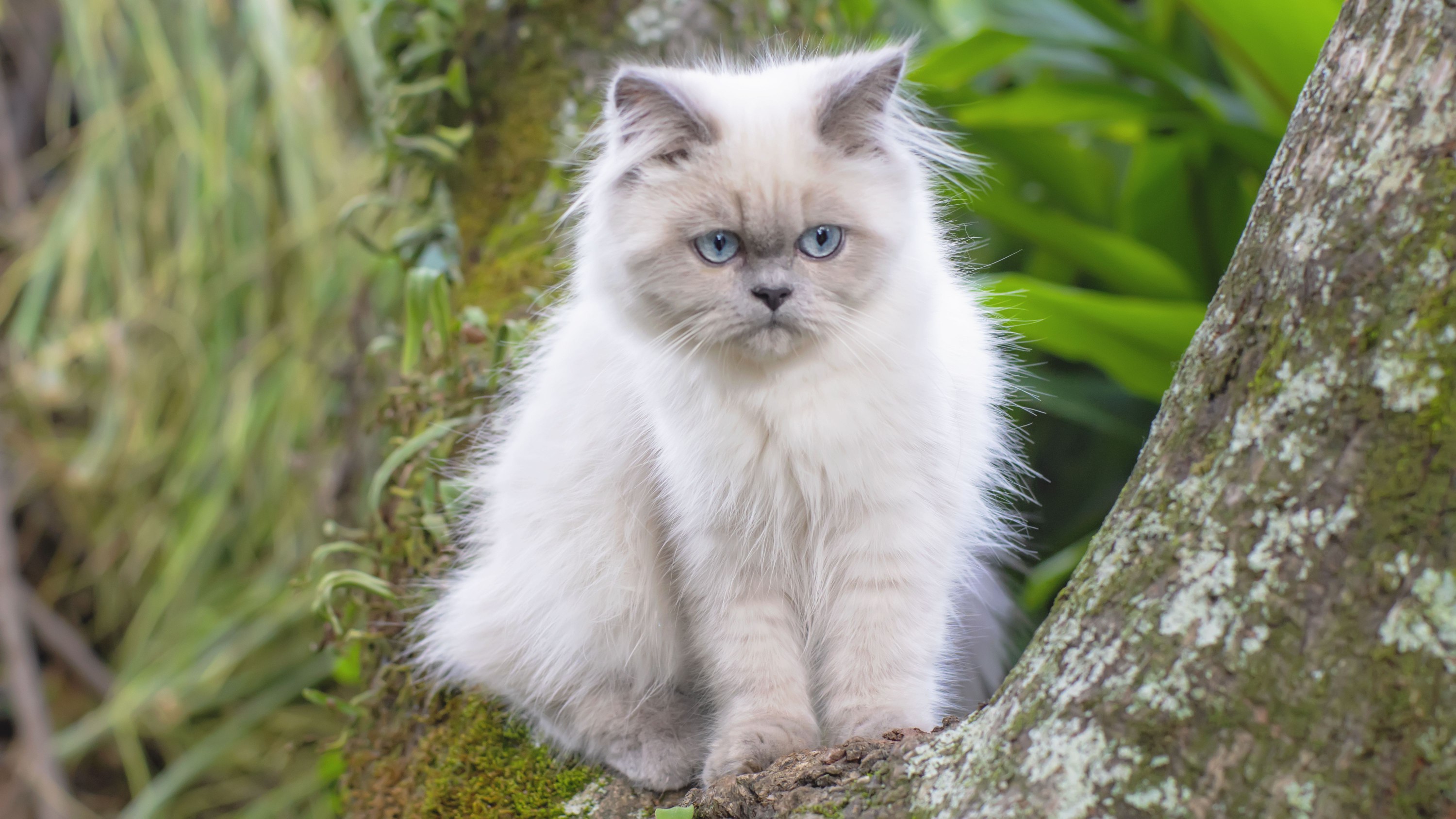 Portrait of Himalayan Young Cat sitting on a Tree