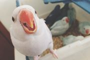 Portrait Of Talking Parrot With Orange Beak Birds In Plastic Box In Background