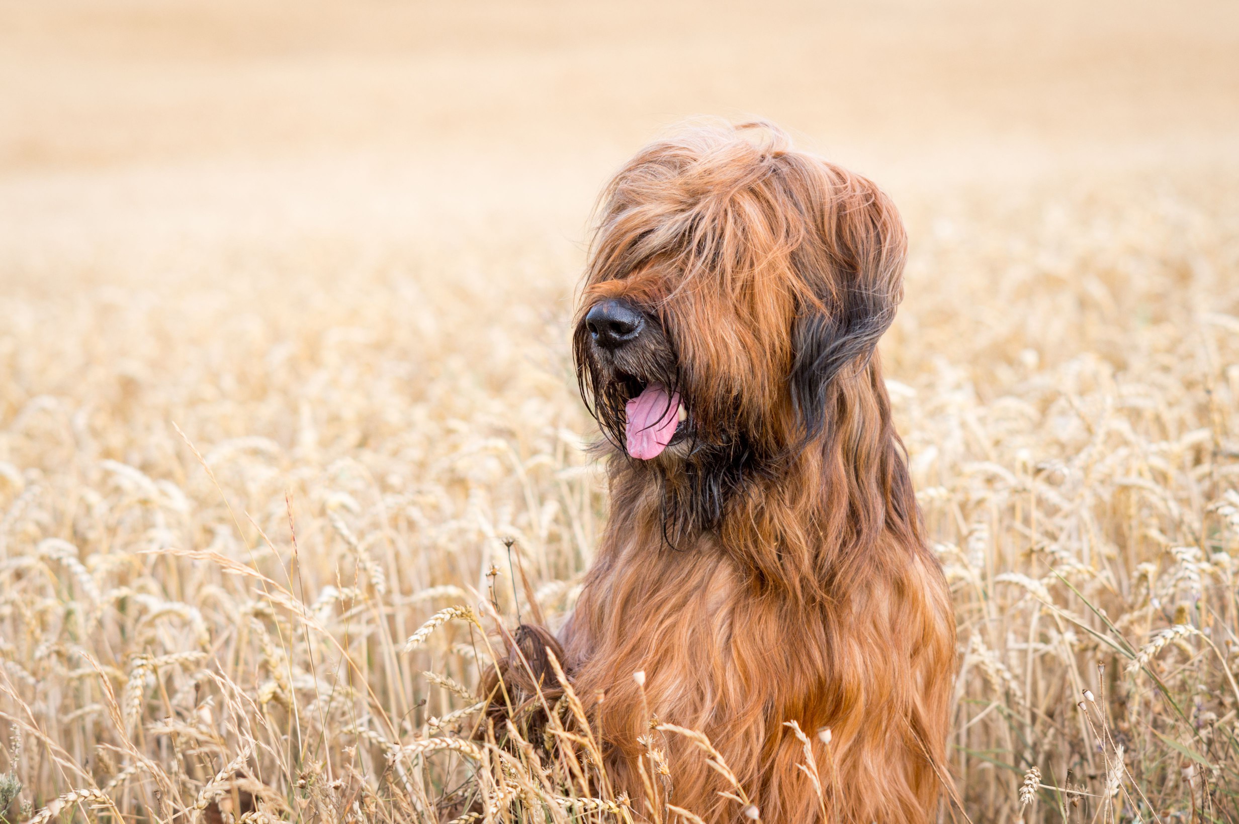 Portrait of tawny male Briard in cornfield