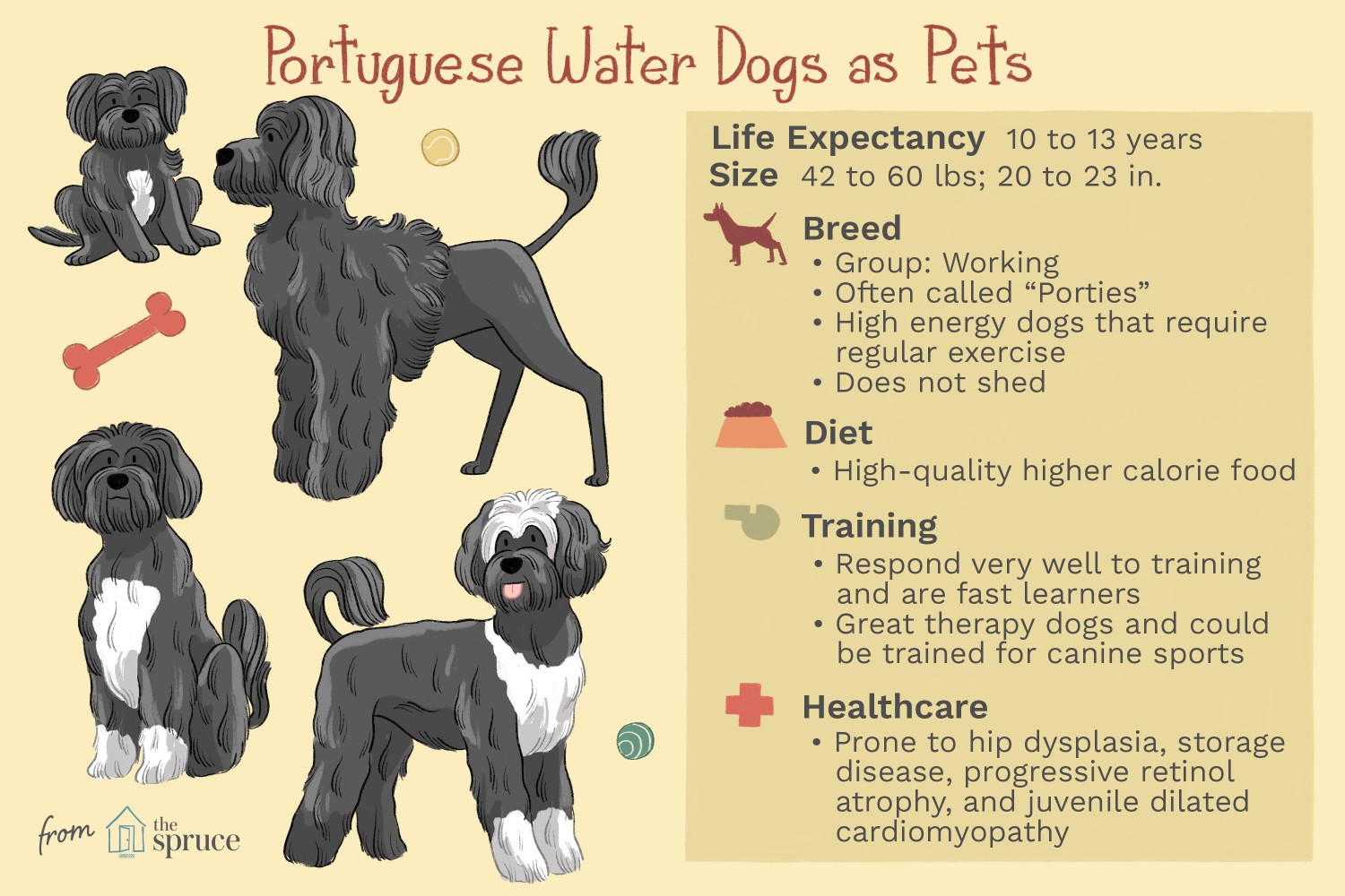 Portuguese Water Dogs as Pets