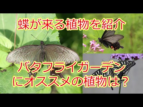 オオカバマダラ絶滅危機！庭でできる花粉媒介者保護の実践ガイド