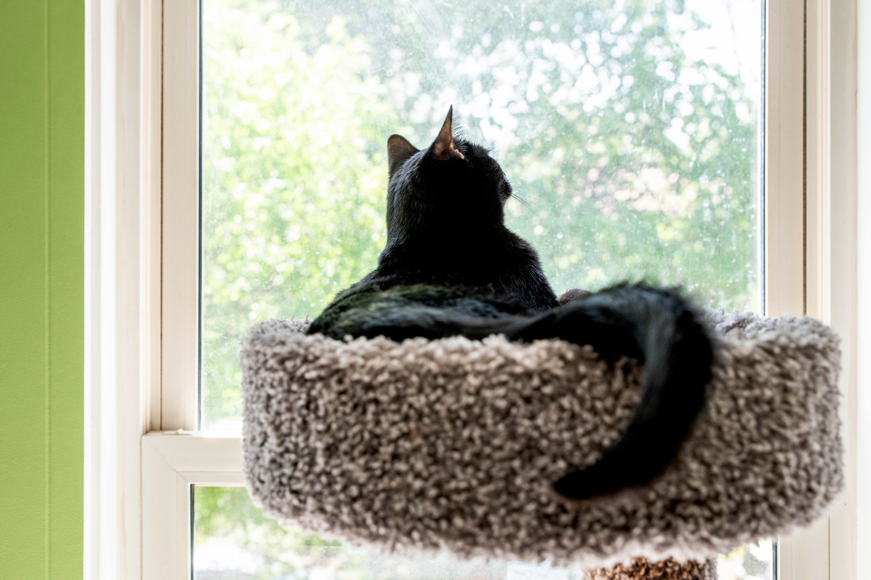 Black cat sitting in cat bed next to bright window