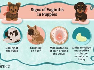 Puppy Vaginitis: Signs, Causes and Treatment