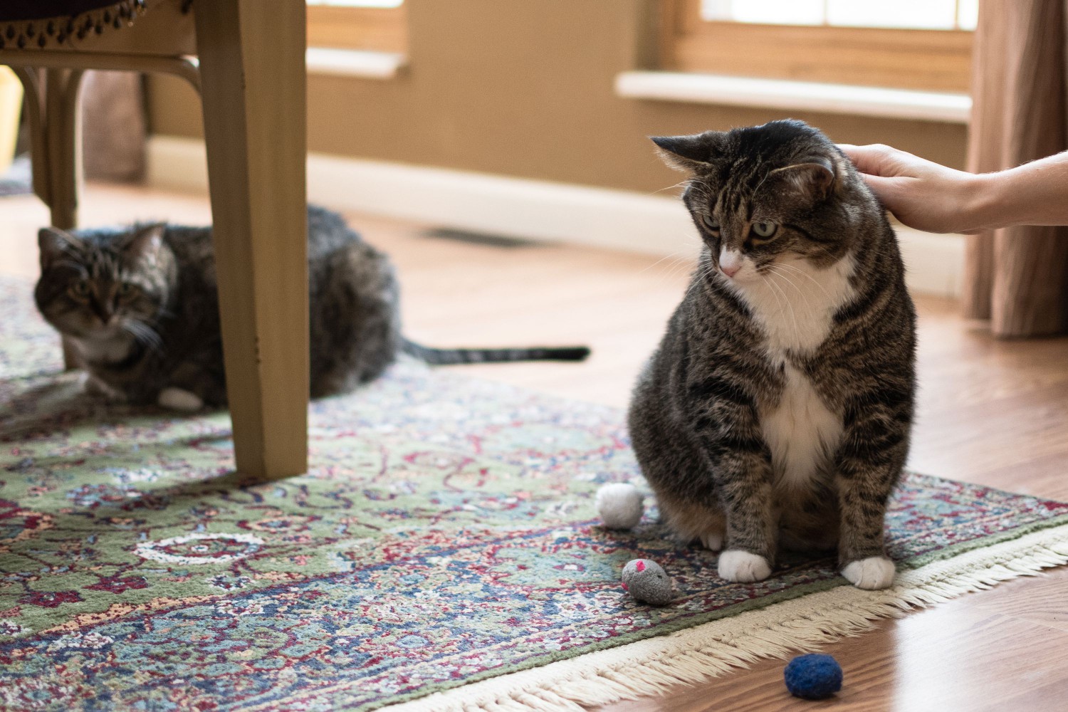 Sitting cat being petted with other cat looking from under table