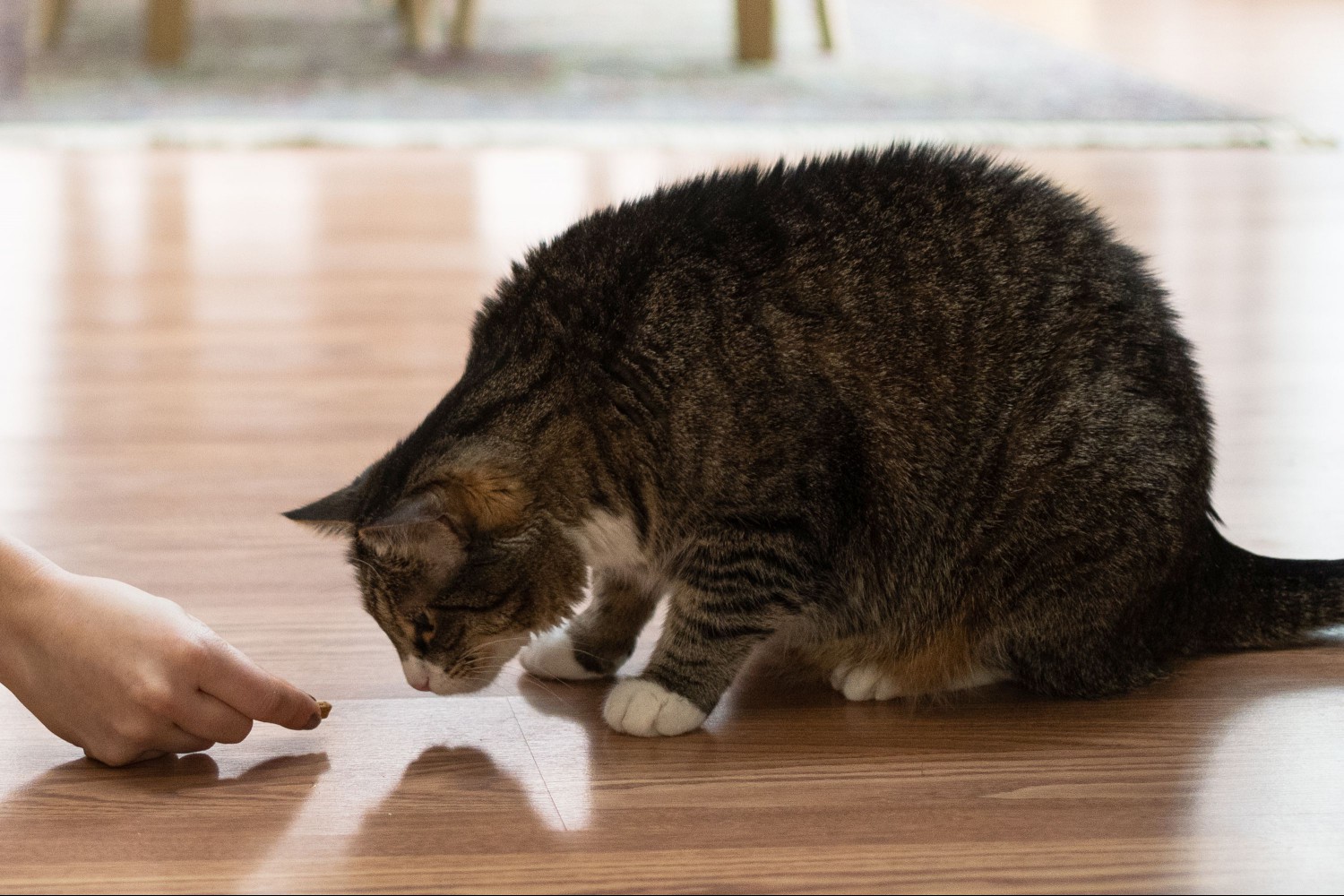 Cat given treat to reinforce good behavior
