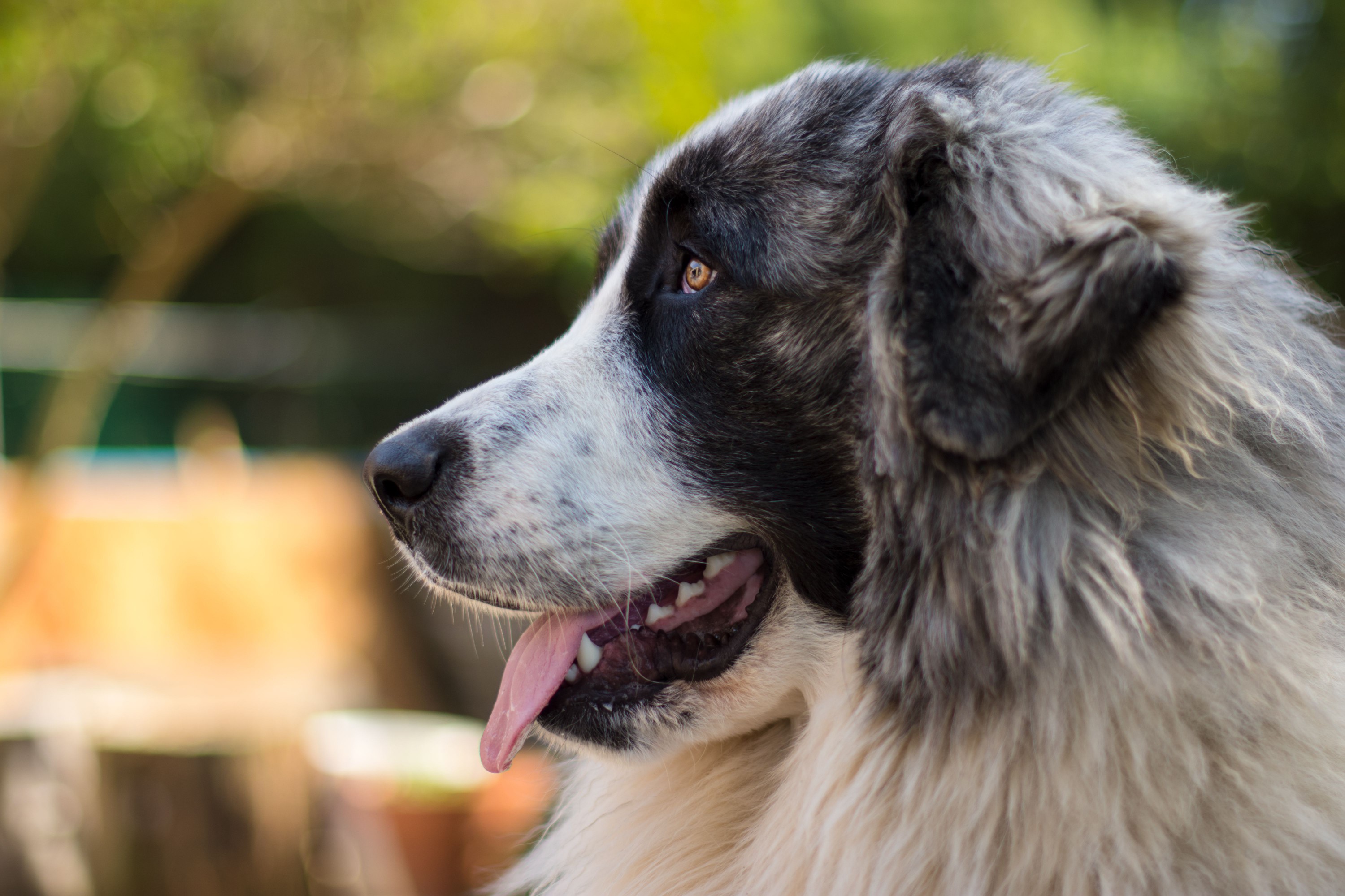Side profile shot of a Pyrenean mastiff