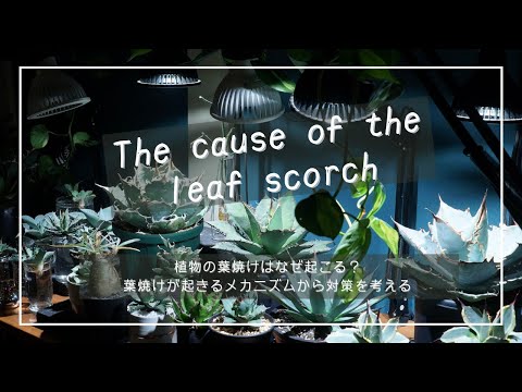 水やりで葉焼けは起きない？科学的な理由と正しい水やりのタイミング