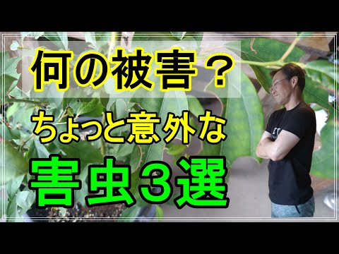 雨の後、害虫が大発生！すぐに実践できる対策ベスト5
