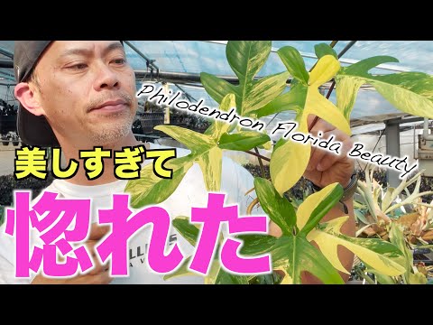 フロリダガーデンに最適な植物をプロが厳選！初心者でも失敗しない育て方のコツ