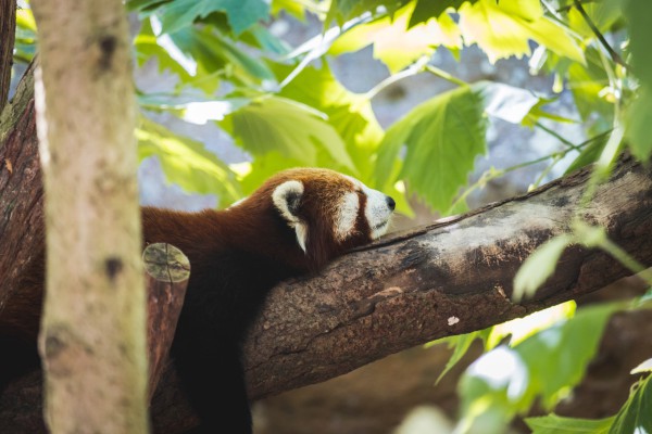 Firefox 121: Mozilla ends 2023 with a bang