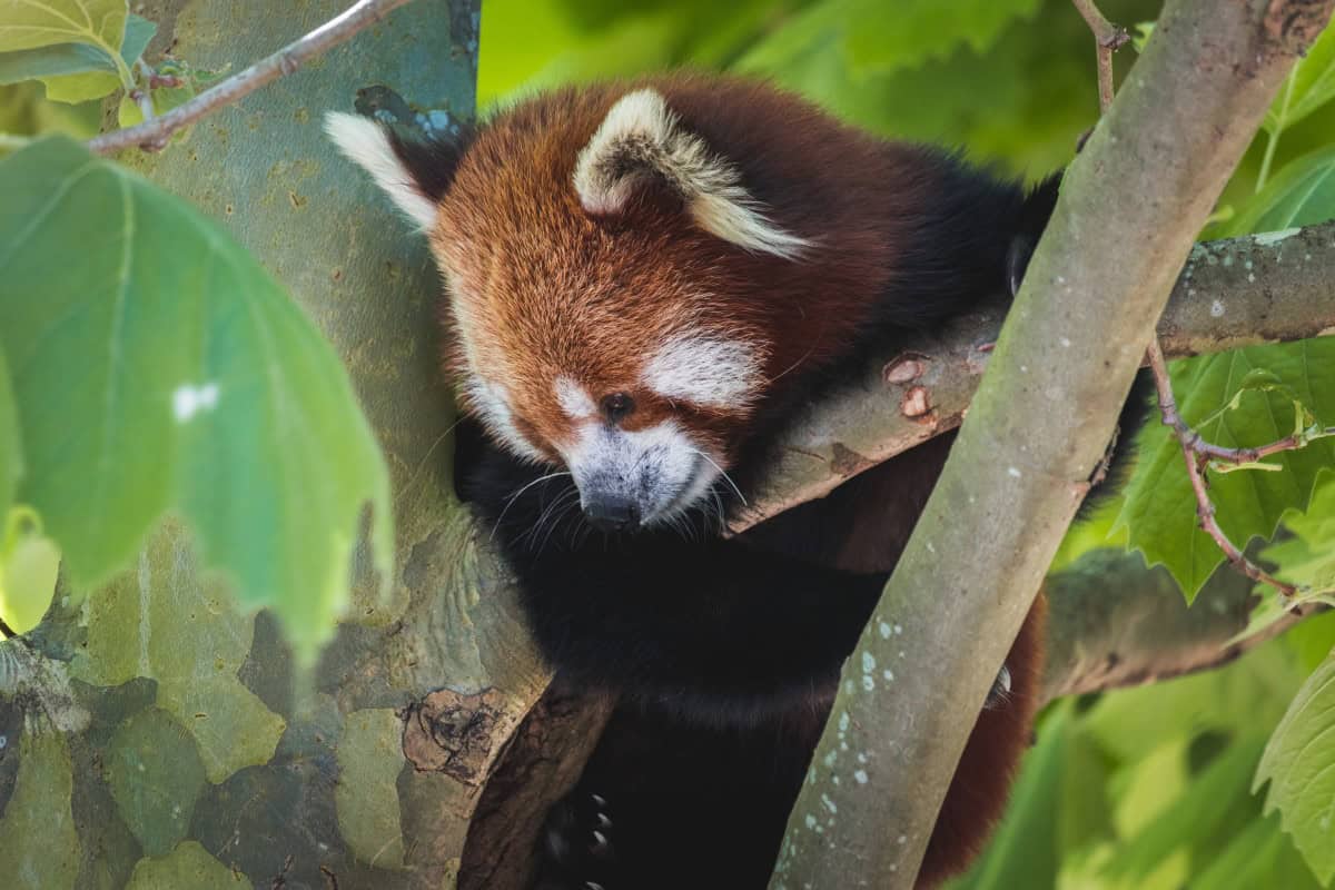 Mozilla earned close to $600 million in 2022