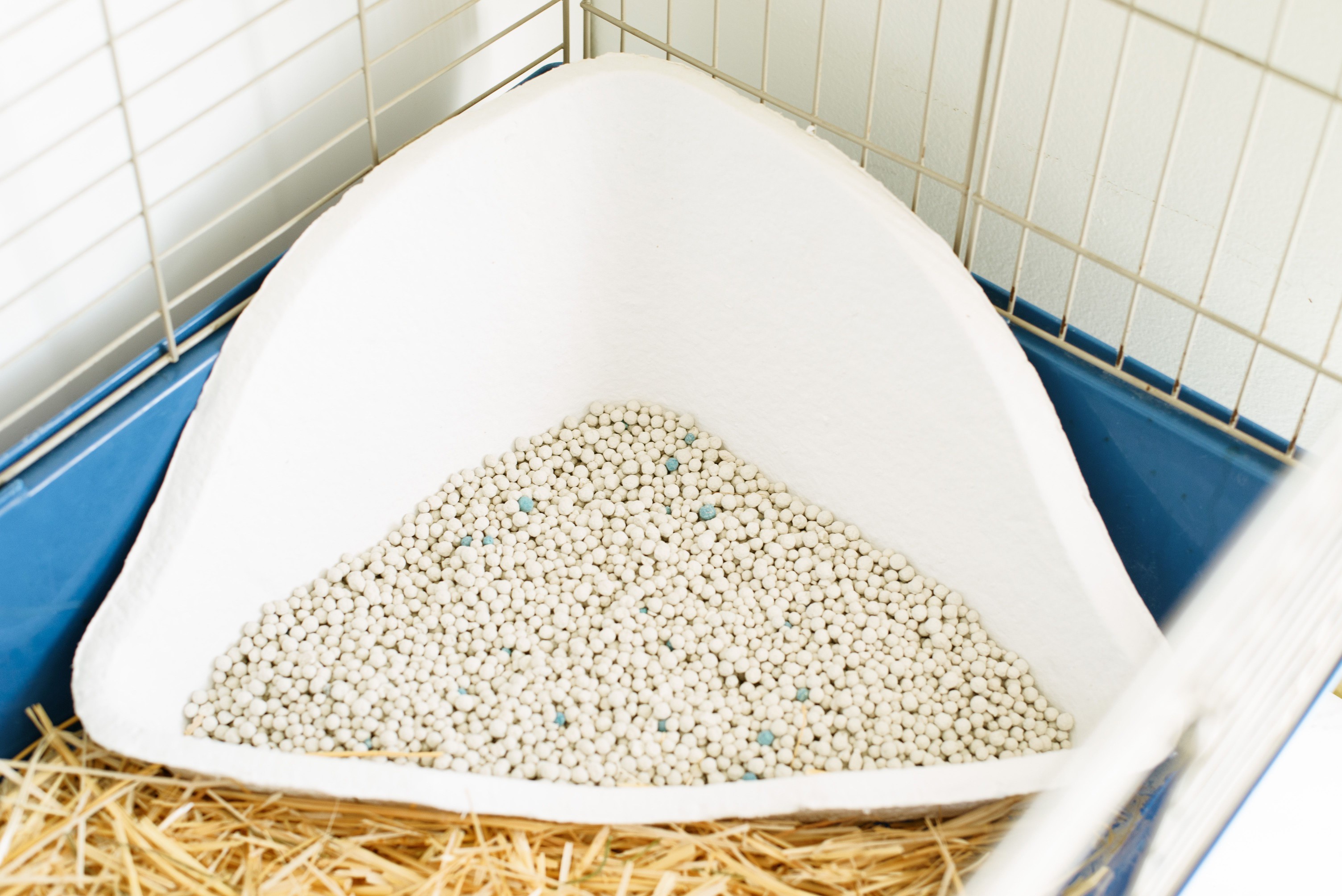 White litter box with shallow layer of litter in corner of rabbit cage
