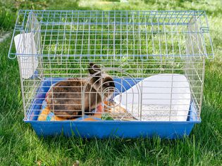 How to Clean a Rabbit Cage