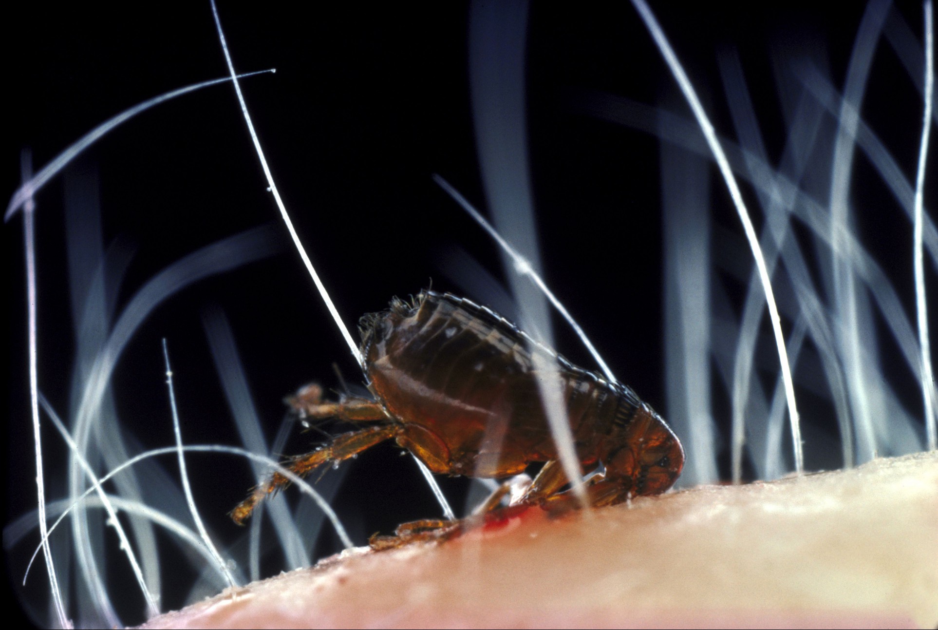 rabbit flea spillopsyllus cuniculi major vector of myxomatosis in uk. feeding on rabbit ear