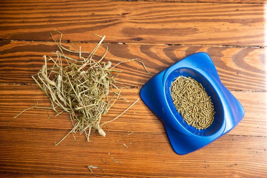 Blue bowl with rabbit food pellets and and small pile of hay